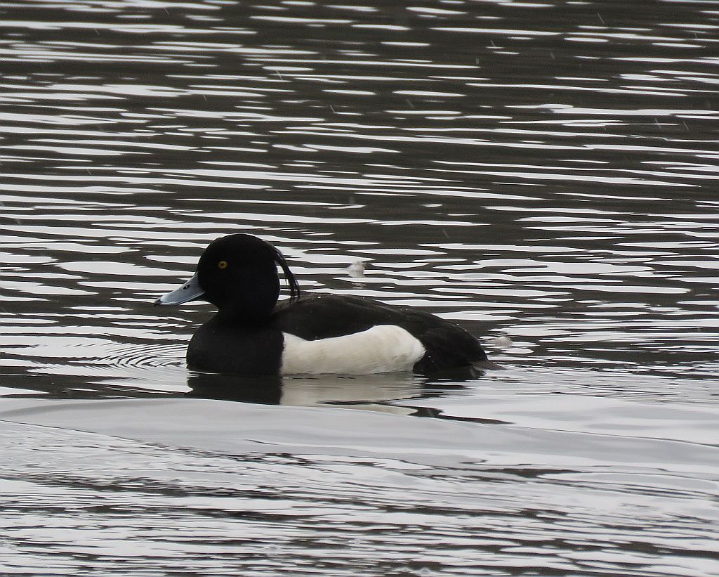  Male Tufted Duck 
